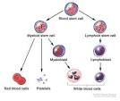 <b>myelodysplastic syndrome</b>,