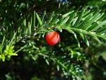 <b>Taxus</b> baccata.