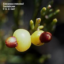 Image result for Exocarpos menziesii