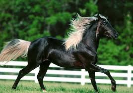 تاريخ الحصان العربي في العالم Images?q=tbn:ANd9GcRg8vZNKxd78S27Cc43jHhSrZCr1t2oaiq-ua92lXaM1W-izt7j