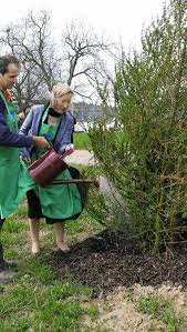 Wasser marsch: Bürgermeisterin Siemes-Knoblich gießt die Lärche, den Baum des Jahres 2012, mit Unterstützung von Markus Reisser vom beauftragten Bugginger ... - 58791779