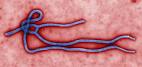 Ebola Hemorrhagic Fever | CDC