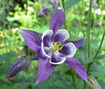 File:<b>Aquilegia</b> vulgaris1.jpg