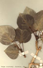 Image result for "Populus pamirica"