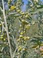 <b>Artemisia absinthium</b>