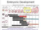 <b>Fetal Development</b>