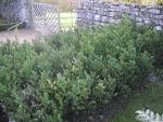 File:<b>Ruscus</b> aculeatus bugelenn