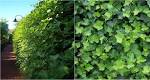 <b>HEDERA</b> :