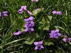 violets pronunciation