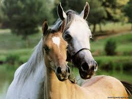 تاريخ الحصان العربي في العالم Images?q=tbn:ANd9GcRk1kj-vjlGIhp-wmFiikKvHPp1iIoved7xStbMScTUEb30ac_5Tg