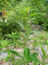 Image result for Acalypha virginica
