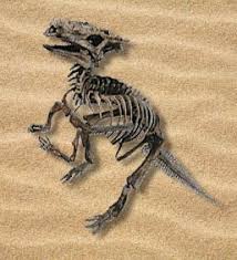 dinosaurs fossils