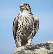 Prairie Falcon - Wikipedia, the free encyclopedia