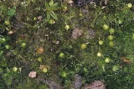 Image result for Ephemerum spinulosum