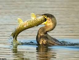 Snapped! The moment a fearsome pike is swallowed whole by a