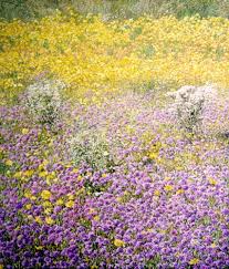 GRAPHIC ART GALLERY - SVETLANA - SPRING DESERT. SVETLANA Spring Desert Oil on Canvas 100 x 119 cm. Unframed - SVETLANA-Spring_Desert