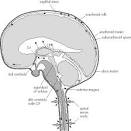 <b>CSF</b> is formed by the choroid