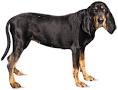 BLACK AND TAN Coonhound | Hound Group | Dog Breeds | Dog Nation