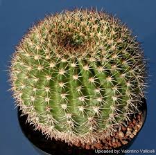 Image result for Echinopsis mamillosa