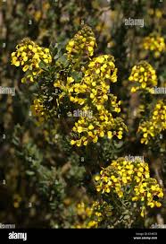 Image result for "Pseudocytisus"