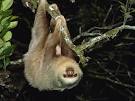 Sloths spend their lives