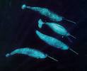 NARWHAL troubles: Global climate change could hit them hardest ...