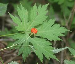 Image result for Rubus acer