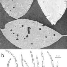 Image result for Septoria miconiae