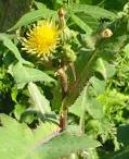 File:<b>Sonchus</b> arvensis susai