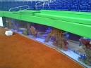 MARLINS PARK Aquarium goes live adding fish to the tank | reef tools