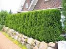 20 Green Fence Designs, Plants to Beautify Garden Design and Yard ...
