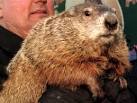 Correction: Groundhog Day story | The Daily Caller