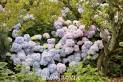 Endless Summer® Hydrangea (Hydrangea macrophylla 'Bailmer' P.P. ...