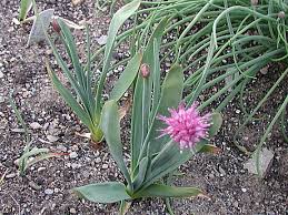 Image result for Allium carolinianum