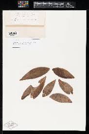 Image result for Hendersonia magnata