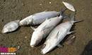 The Lazy Lizard's Tales: Dead fish at Kranji beach: Poisoned by ...