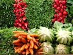 <b>vegetales</b>