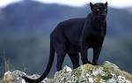 Panther sighting reported in Louisiana; coyote sightings reported.