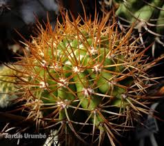 Image result for Melocactus harlowii