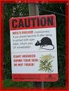 <b>Weils disease</b> warning!