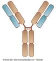 <b>Anticuerpos</b> y antígenos