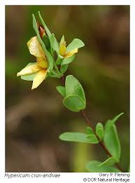 Image result for Hypericum crux-andreae
