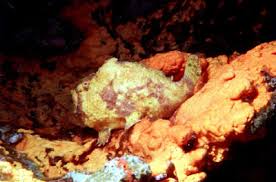 Image result for Longlure frogfish-RED/ORANGE/YELLOW