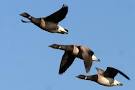 10,000 Birds | Geese and a Gull at Jamaica Bay