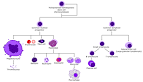 <b>Hematopoiesis</b> Diagram