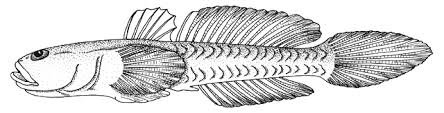 Image result for Benthophiloides turcomanus