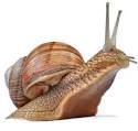 snail pronunciation