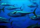 Why are we still eating BLUEFIN TUNA? | SeaMonster
