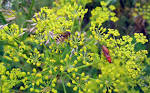 File:<b>Pastinaca</b> sativa Blüten.