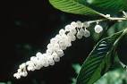 Clethra delavayi in Flora of China @ efloras.